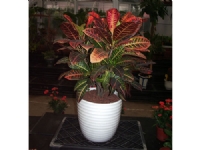 蘇州創景園藝有限公司