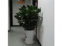 蘇州創景園藝有限公司