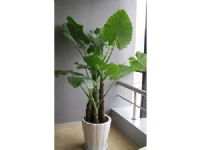 蘇州創景園藝有限公司