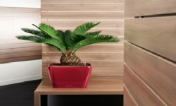 德國進口高檔蕾秀花盆經(jīng)典矮胖方型