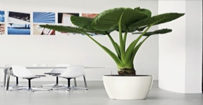 德國進口高檔蕾秀花盆經(jīng)典矮胖圓型