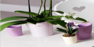 德國進(jìn)口陶制套盆SK梅里納洋蘭花盆