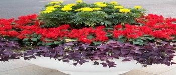 節(jié)日花壇